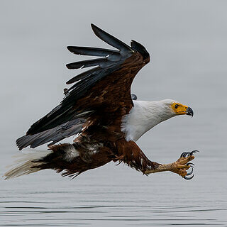 Lake Naivasha - African fish eagle